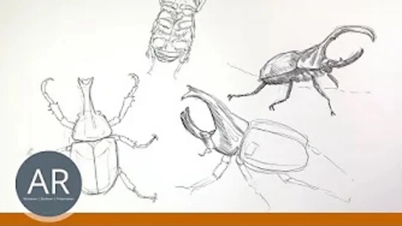 Tier Illustrationen Tierstudien Mappenkurs Kunst auf Lehramt