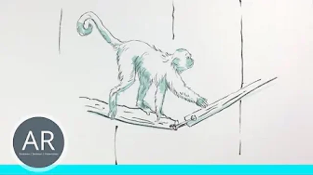 Die wichtigsten Tipps wenn du Tiere zeichnen möchtest