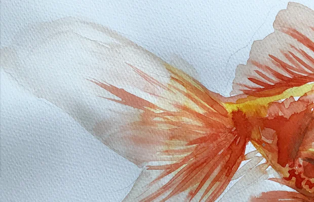 Wir zeigen dir, wie du mit Aquarellfarben zeichnest