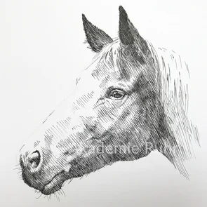 Die hier gezeigten Mappenbeispiele Freie Kunst zeigt wie man Tiere locker mit dem Fineliner skizzieren kann